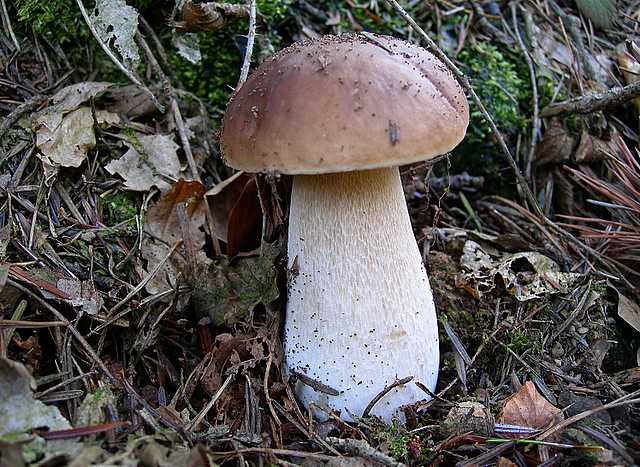 2005 :  Un anno di funghi